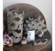 Arti e Mestieri Umbrella stand Beige butterflies