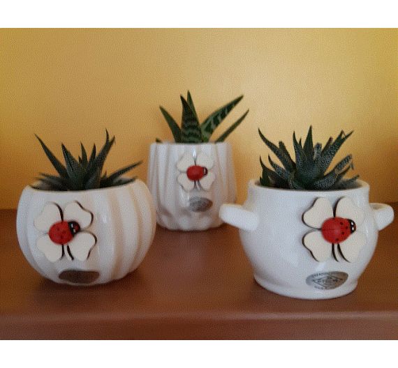 Ceramic jar with succulent plant