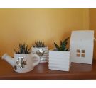 Ceramic cube with succulent plant